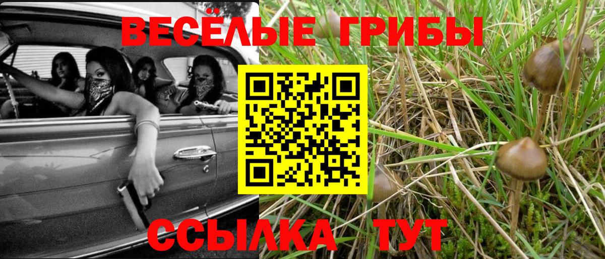 Псилоцибиновые грибы Psilocybe Ухта